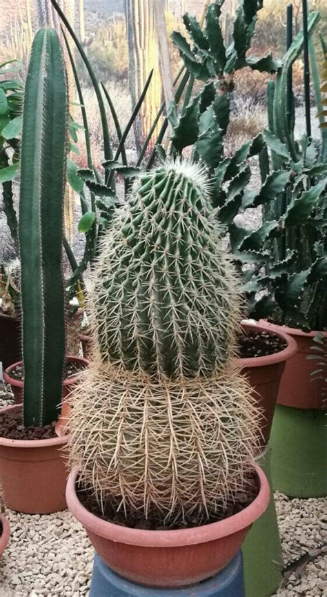 Echinocactus Grusonii Eziolato Il Fiore Tra Le Spine