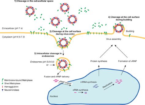 Proposed Model Of Proteolytic Activation Of Influenza Virus HA By