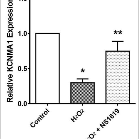 Effect Of H2O2 And NS1619 On KCNMA1 Expression The Soleus Muscles Were