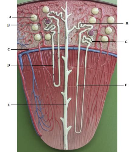 Urinary Anatomy Flashcards Quizlet