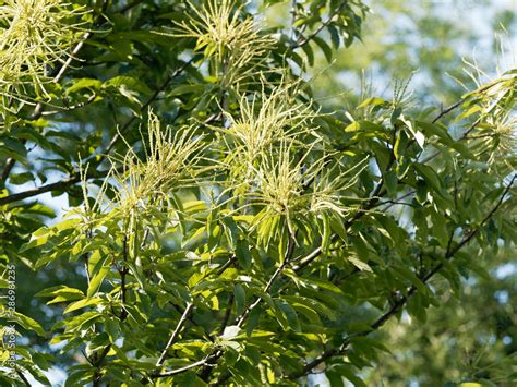 Castanea Sativa Ch Taignier Commun Aux Grandes Feuilles Vert Luisant