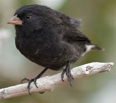 Research - The Finches of the Galapagos