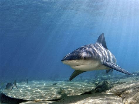 Ocean Shark Wallpapers - Top Free Ocean Shark Backgrounds - WallpaperAccess