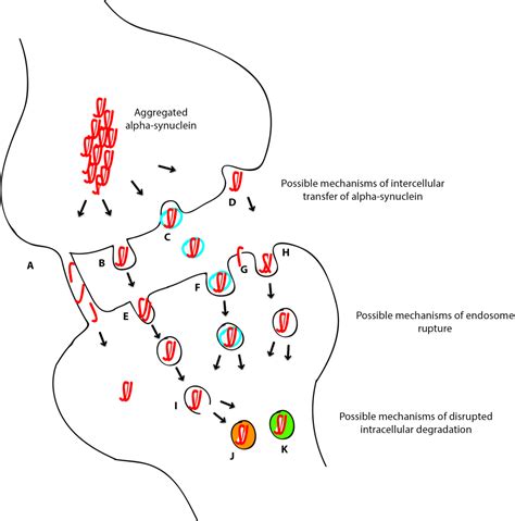 The Prion Like Properties Of Assembled Human Alpha Synuclein Semantic