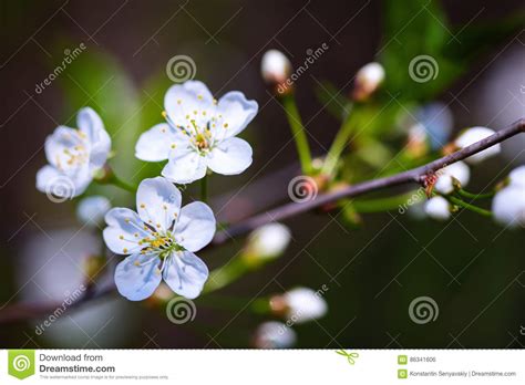 Fresh Cherry blossom stock photo. Image of spring, tree - 86341606