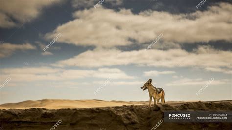 Black Backed Jackal Canis Mesomelas In The Desert Of Namibia