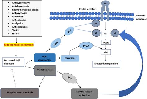 Frontiers Drug Induced Mitochondrial Toxicity Risks Of Developing