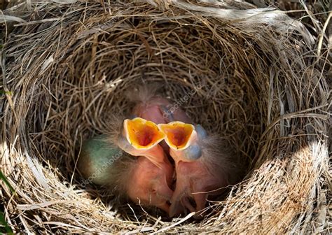 Baby blackbirds in the nest ⬇ Stock Photo, Image by © AntonioGravante ...