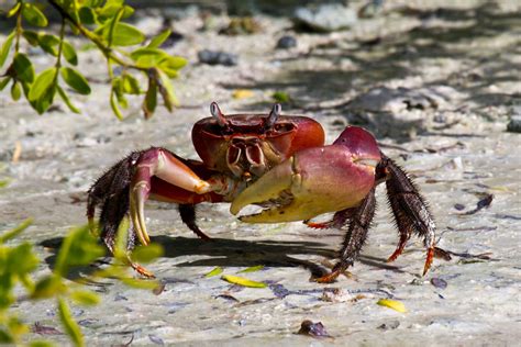 Mangrove Crab Sam Balderson Flickr