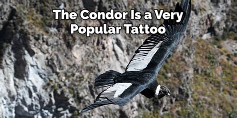 Condor Spiritual Meaning, Symbolism, and Totem | Explained