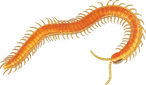 Centipede Png Orange Image Transparent Image Download Size 800x466px