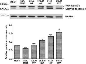 Western Blot Analysis Of Pro Caspase Activation Hepg Cells Were