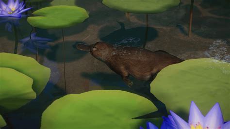 Platypus habitat : r/PlanetZoo