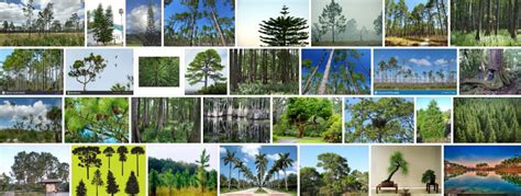 Florida Pine Trees, What kind of pine trees grow in Florida? | Tree Types