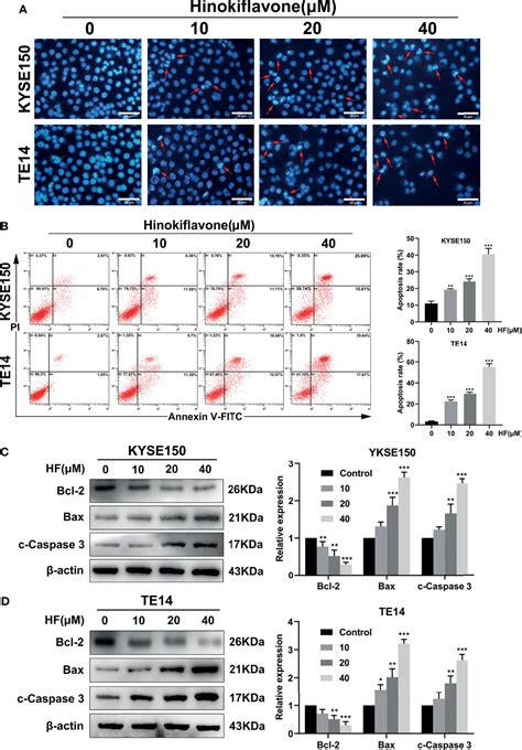 Frontiers Hinokiflavone Inhibits Growth Of Esophageal Squamous Cancer