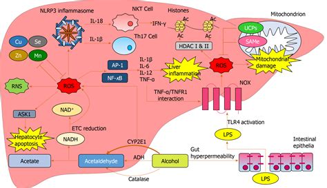 Oxidative Stress In Alcohol Related Liver Disease