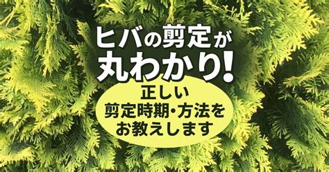 5分で分かるヒバの剪定方法│枯らさず美しくする正しい剪定時期 お庭110番