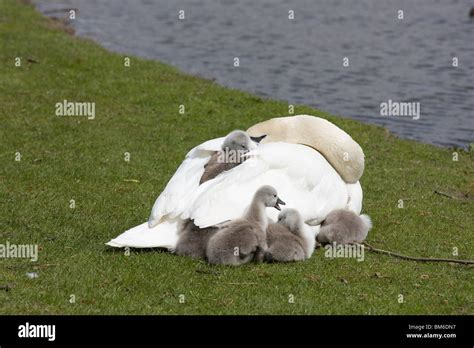 A Female Mute Swan With Her Cygnets Stock Photo Alamy