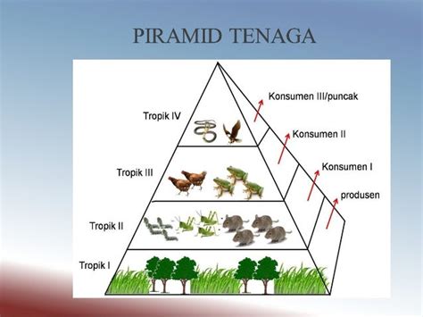 Sem 3 Rantain Makanan Dan Siratan Makanan