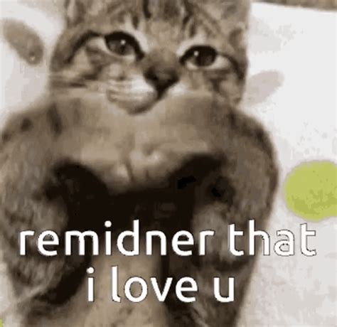 Cat Cat Cute GIF - Cat Cat Cute Cat Love - Discover & Share GIFs