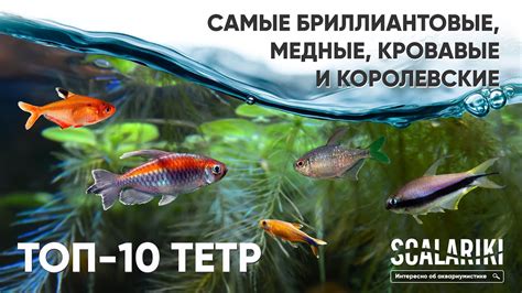 Самые популярные аквариумные рыбы. Топ-10 Тетр - YouTube