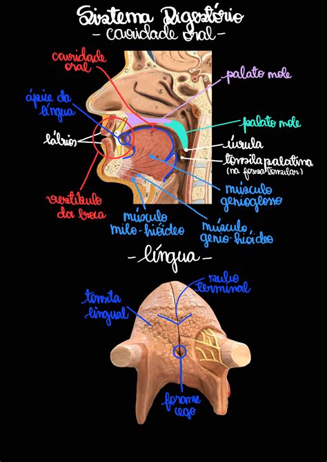 Sistema Digestório Atlas Anatomia Humana Ii