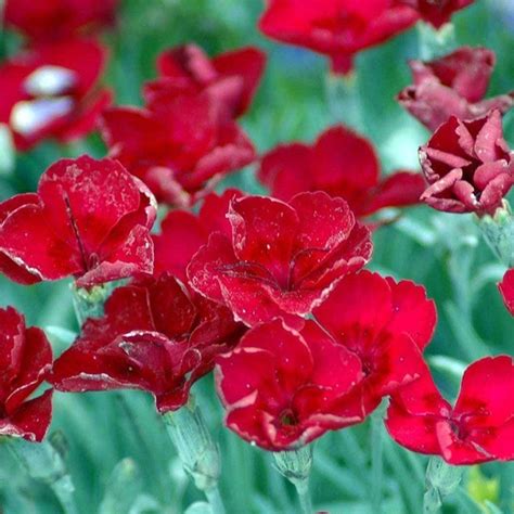 Dianthus Gratianopolitanus Rubin P Max Garden Z Hradn Centrum