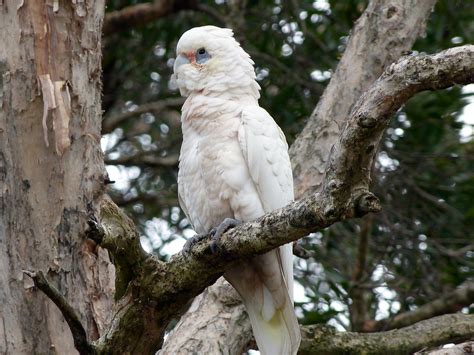 05 Cacatoès Corella Cacatua Sanguinea Little Corella Flickr