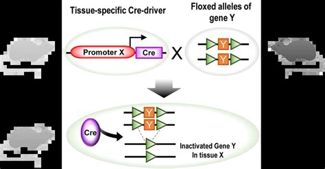 Cre Loxpsystemandviralvector Aav And Adenovirus Basedcretools