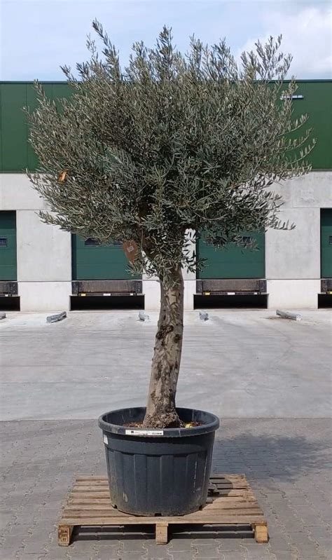 Olivenbaum Xxl Olea Europaea Andalucia Mediterrane Pflanze Mit