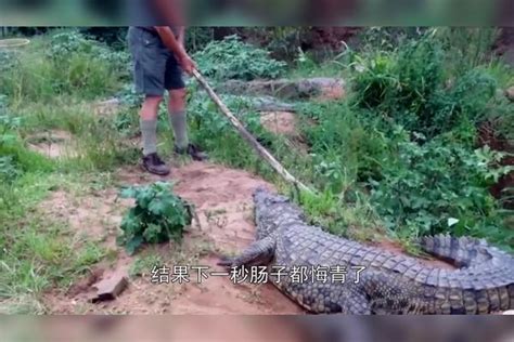 小伙游泳遇鳄鱼袭击，朋友为救小伙跳进河中小伙袭击朋友