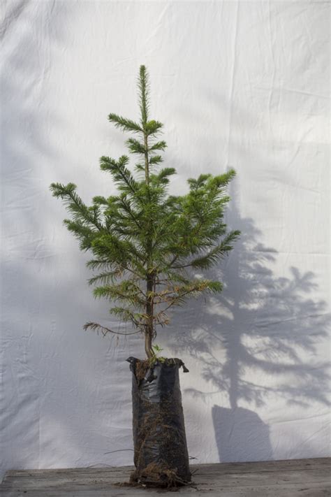 Пихта сибирская Abies sibirica - купить саженцы пихты в Санкт ...