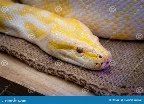 Goldpythonschlange Retikulierte Pythonschlange Stockbild Bild Von