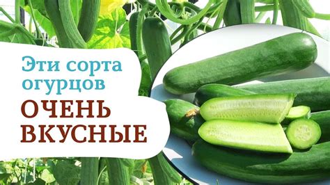 САМЫЕ ВКУСНЫЕ ОГУРЦЫ? ГЛАДКОПЛОДНЫЕ ! ПРОСТО ПОСМОТРИТЕ НА ЭТИ СОРТА ...