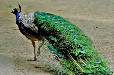 Premium Photo | Close-up of peacock