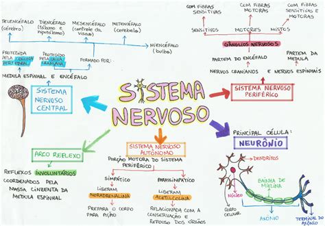 Mapa Mental Sistema Nervoso Pdf Ologia