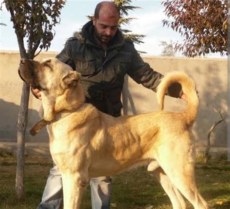 Boz Shepherd vs. Anatolian Shepherd vs. Kangal Shepherd vs. Aksaray ...