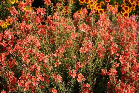Диасция красная от производителя. Diascia Trinity Sunset купить оптом и ...