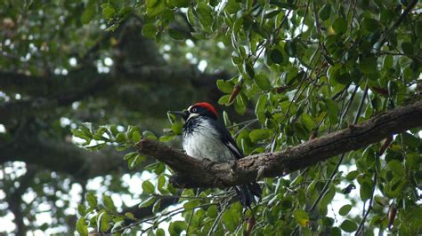 acorn woodpecker | FWS.gov