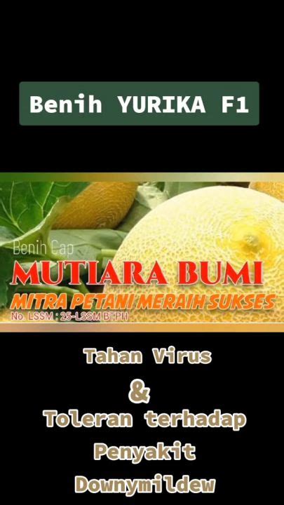 BENIH BIBIT BIJI GOLDEN MELON HIBRIDA YURIKA F1 TOLERAN TERHADAP