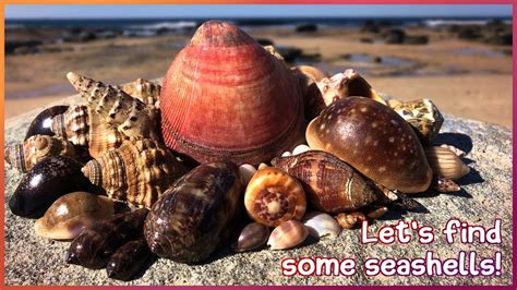 Finding Seashells At Low Tide Pops Of Colour Virtual Shelling