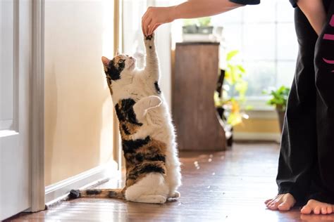 10 Cool Cat Tricks To Teach Your Cat