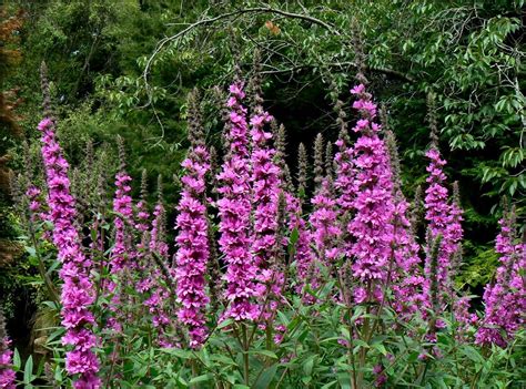 Wallpaper Flowers Tall Pink Shrub Herbs 1580x1170 Goodfon 1068936 Hd Wallpapers