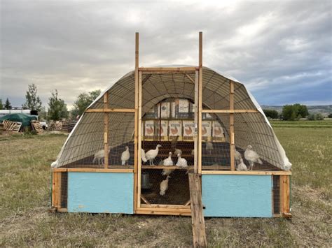 Pastured Poultry – Bluebird Sky Farmstead