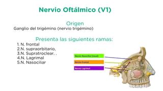 Nervio Trigemino y sus ramas odontología PPT