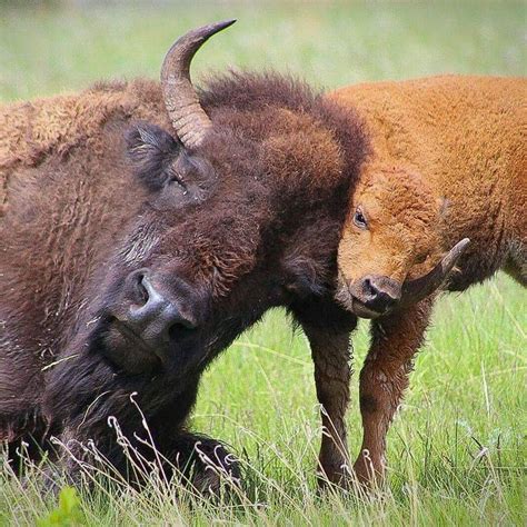 499 Best Bison Buffalo Yak Musk Ox Images On Pinterest American