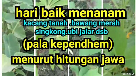 Hari Baik Menanam Kacang Tanah Bawang Merah Ubi Jalar Dll Menurut