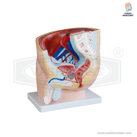 Human Reproductive System Male Model