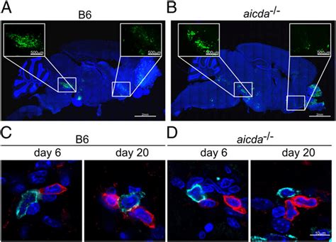 Viral Antigen Localization And Composition Of Inflammatory Infiltrates