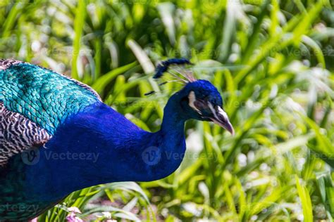 beautiful peacock bird 10879128 Stock Photo at Vecteezy